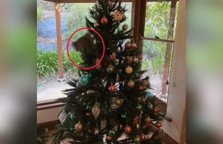 Australská rodina zažila neuvěřitelné překvapení: Na vánočním stromku našli zavěšenou živou koalu!
