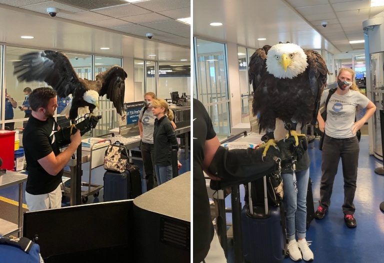Dívejte se pořádně! Ohromující setkání s jedinečným orlem bělohlavým na americkém letišti!