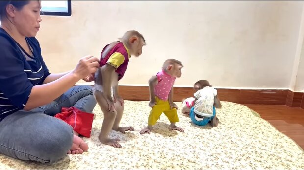 Unikátní láska: Žena přijala 4 opice za vlastní! Nyní jsou jejími dětmi.