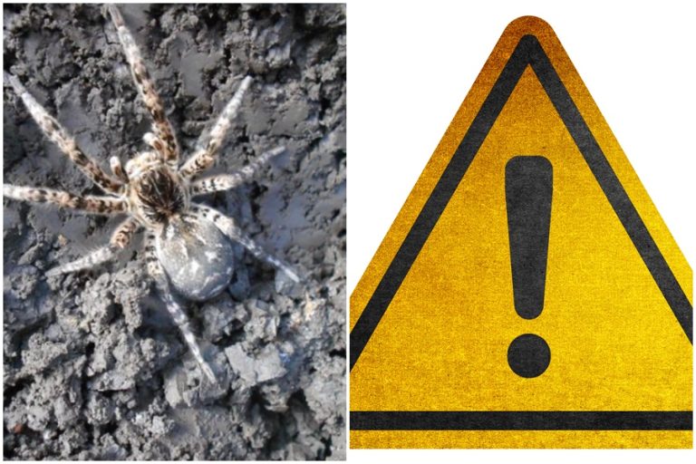 Jsou lidé na Slovensku v nebezpečí? Strašidelní pavouci, kteří útočí skokem a způsobují bolestivé kousnutí