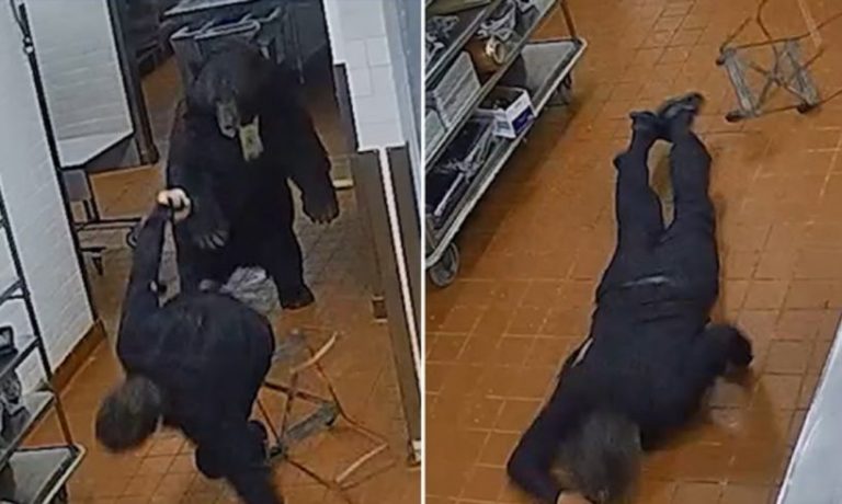 Útok černého medvěda v kuchyni hotelového resortu: Nepředstavitelný incident v Coloradu!