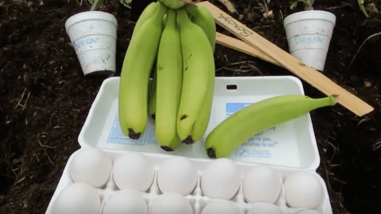 Zázračné využití vajec a banánů ve vaší zahradě: Neuvěřitelně chytré triky pro zdravé rostliny!