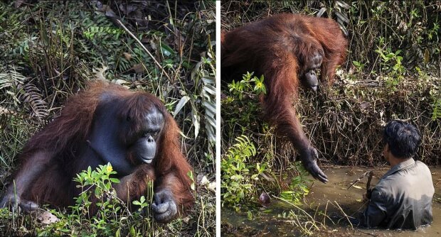 Nečekaný anděl strážný: Orangutan v Indonésii vystřelil v pomoc muži v říčním proudu