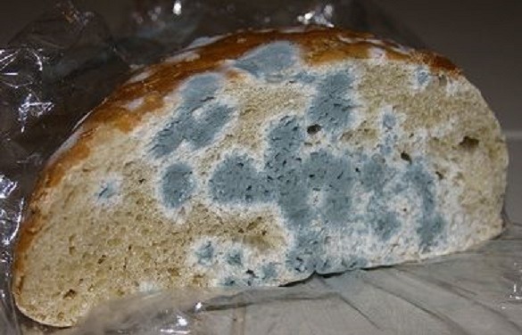 Co s chlebem, na kterém je plíseň? Je třeba ho vyhodit, nebo stačí ukrojit? Odborníci prozradili jediný správný postup