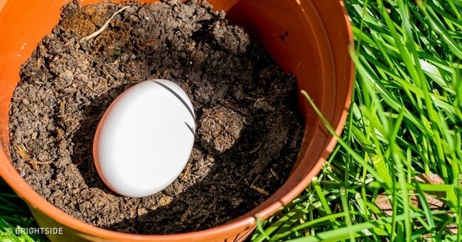 Revoluční trik pro zahradníky: Co se stane, když zakopete vejce do půdy? Překvapivé výsledky za pár dní!