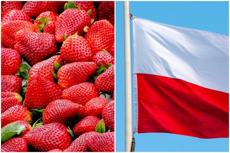 Varování pro české spotřebitele: Kontaminované jahody v polských obchodech mohou vyvolat žloutenku!