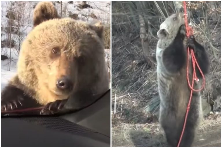 Buďte na Slovensku ve střehu. Varování pro návštěvníky přírody: Medvěd pět zaútočil!